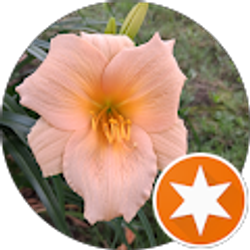 Profile photo of Donna Reed