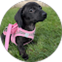 Profile photo of Lisa Ladonski