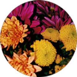 Profile photo of Sehara Wessner