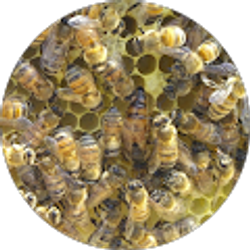 Profile photo of BeeKeeper 732