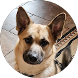 Profile photo of Dean Jazzo