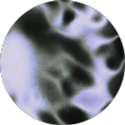 Profile photo of ram