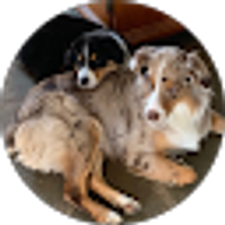 Profile photo of Gerard Seligman