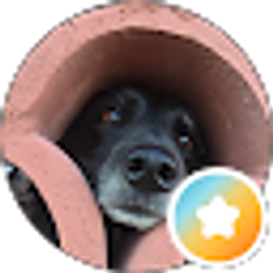 Profile photo of The Old Gringo