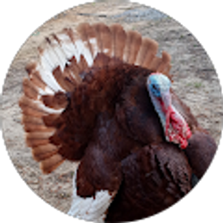 Profile photo of Dustin_ R Riddell