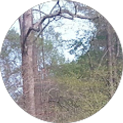 Profile photo of Tyler Lanter