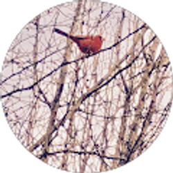 Profile photo of lora smith