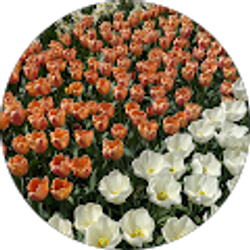 Profile photo of Ella Laatsch