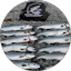 Profile photo of aj barton