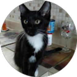 Profile photo of Irene Yakov