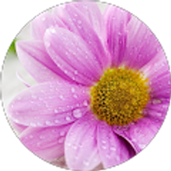 Profile photo of Esmeralda Llerenas