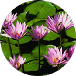 Profile photo of NiMimi Chare