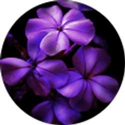 Profile photo of Sondra S