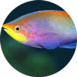 Profile photo of pushpanjali kannan