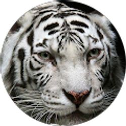 Profile photo of James Stout (Warvet18)