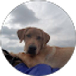Profile photo of JoAnn Price