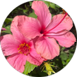 Profile photo of Talia Rose