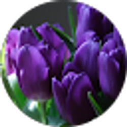 Profile photo of Lori DelCollo