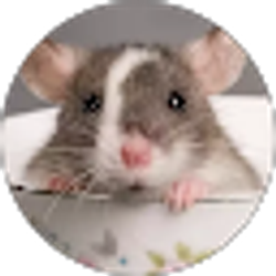 Profile photo of ratty baby