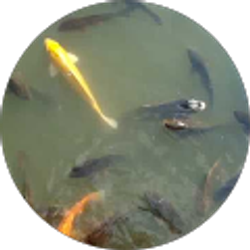 Profile photo of Ryan Umm