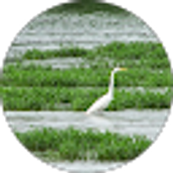 Profile photo of trochelwoman