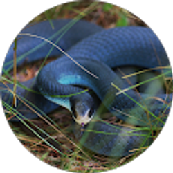 Profile photo of P. Duffey