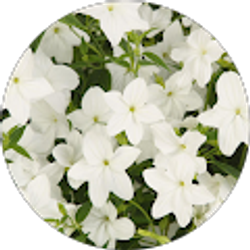 Profile photo of Flor De Maria Rodriguez