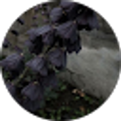 Profile photo of Rat