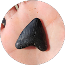 Profile photo of Joel Shackelford