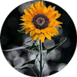 Profile photo of Nancy Nicols Ramos Aguilar