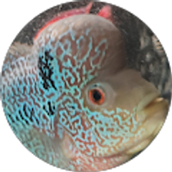 Profile photo of Mitchell Verkest
