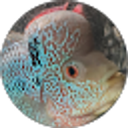 Profile photo of Mitchell Verkest