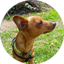 Profile photo of Chris Klover