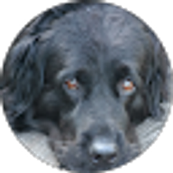Profile photo of Guy Hoose