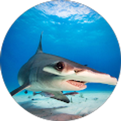 Profile photo of Heidi Klaus