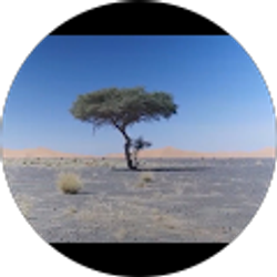 Profile photo of Joshua Tree