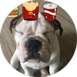 Profile photo of Bulldogs R Us
