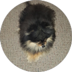 Profile photo of Andrea Spainhoward