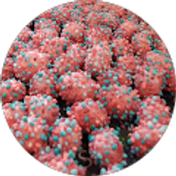 Profile photo of Candy Man