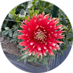 Profile photo of Susan Poulson