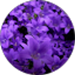 Profile photo of Anita Harris