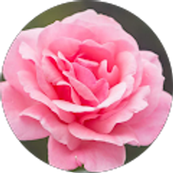 Profile photo of Karen Hackett