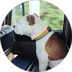 Profile photo of josh Hall