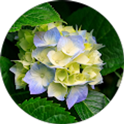 Profile photo of Laura Williams