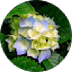 Profile photo of Laura Williams