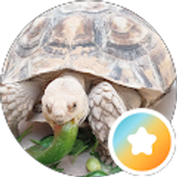 Profile photo of Mikall Lovitt