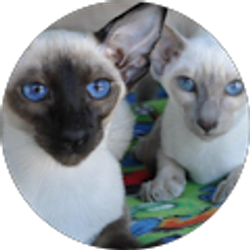 Profile photo of Harold Tesno