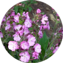 Profile photo of Sarah Rothman