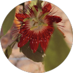 Profile photo of Jazmin Quiroga