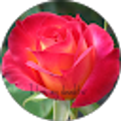 Profile photo of Ana Olivero